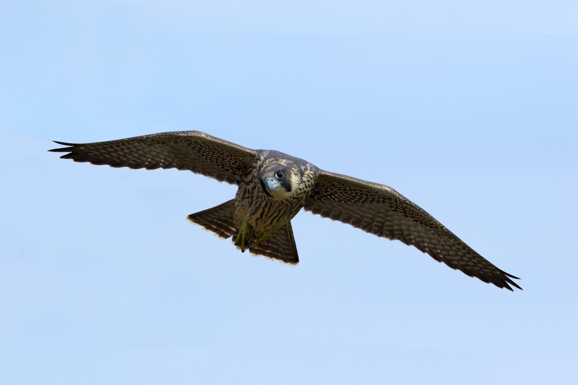 Malham Tarn Peregrine Watch Officially Opens