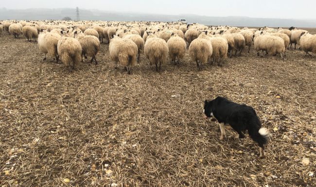 International Sheep Dog Trials Venue Confirmed For Leyburn