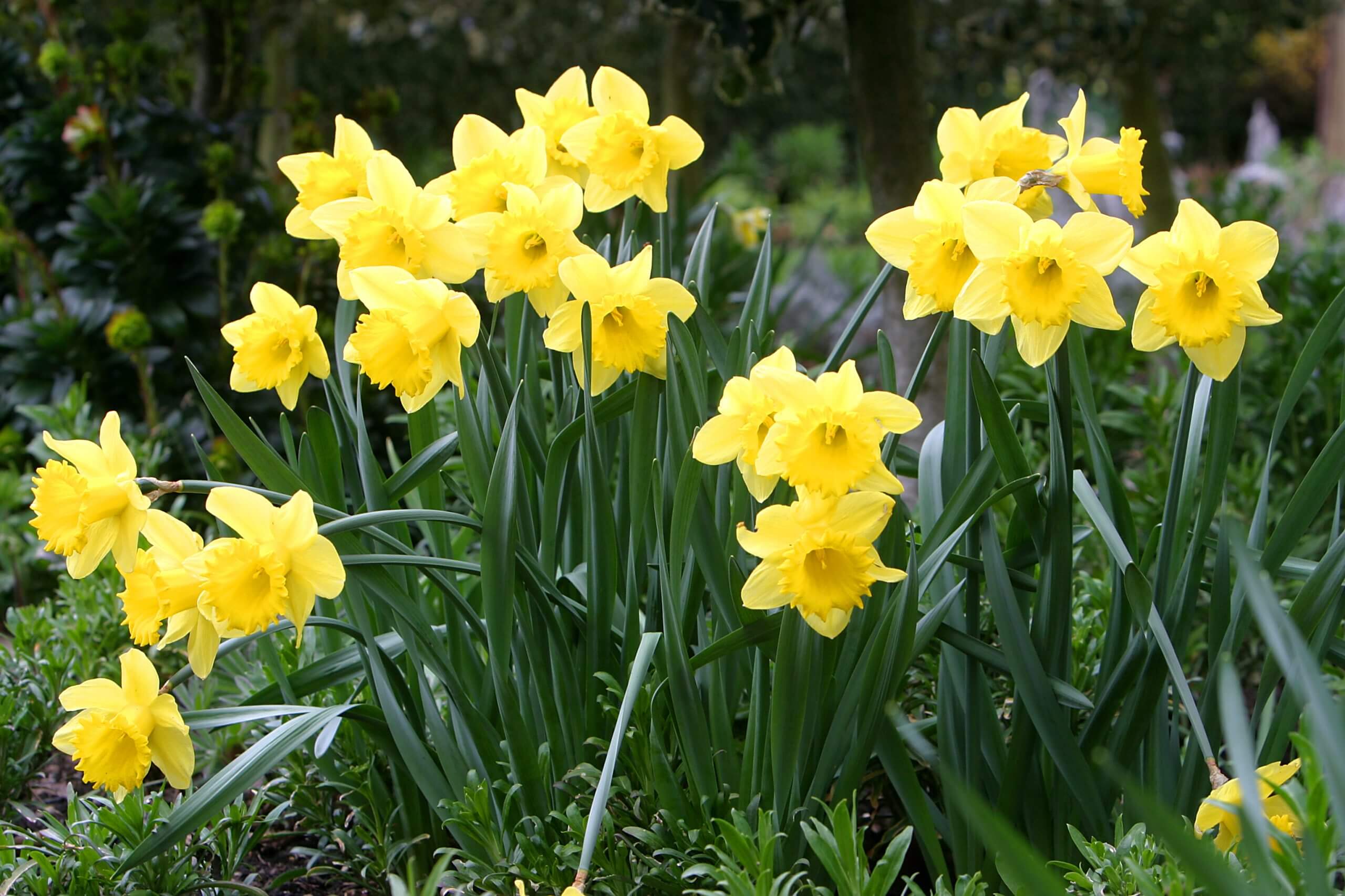 Bolton Abbey Spring Garden Opening