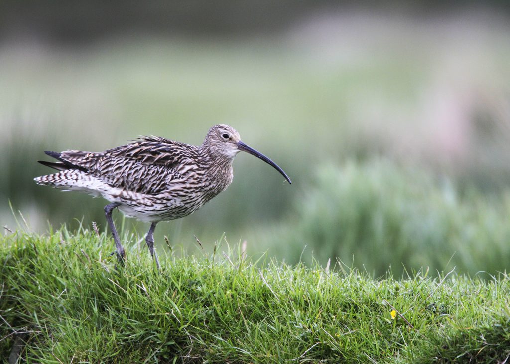 Upland Birding for Young Adults