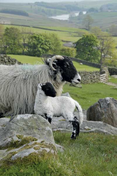 Police Issue Distressing Warning After Horrific Sheep Attacks