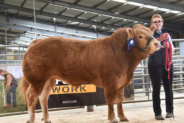 Bull Trade Hits Extraordinary 8,000gns Joint Top at Craven Limousin Day
