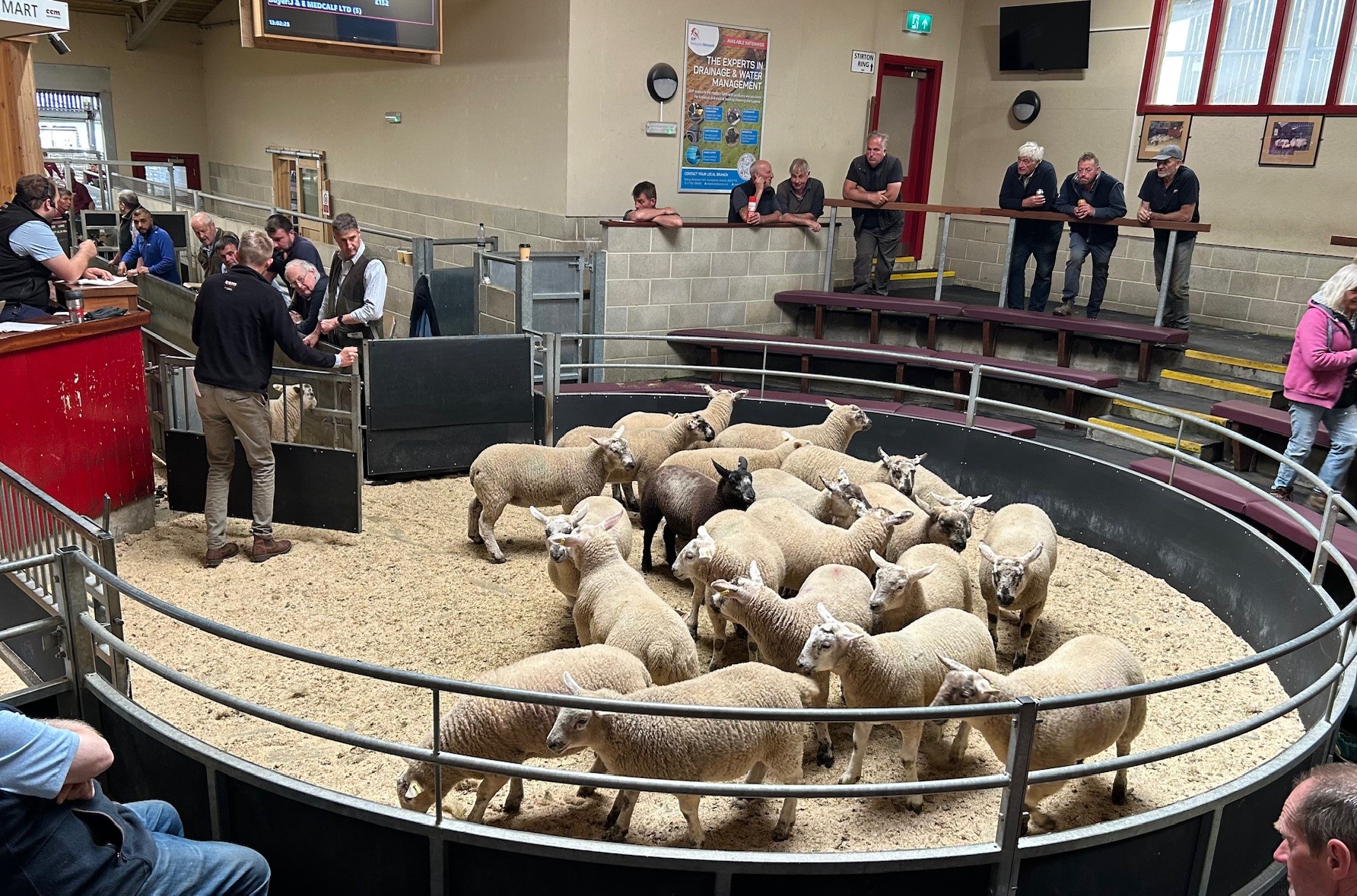 Skipton Market Welcomes Surge of Prime Spring Lambs to the Ring