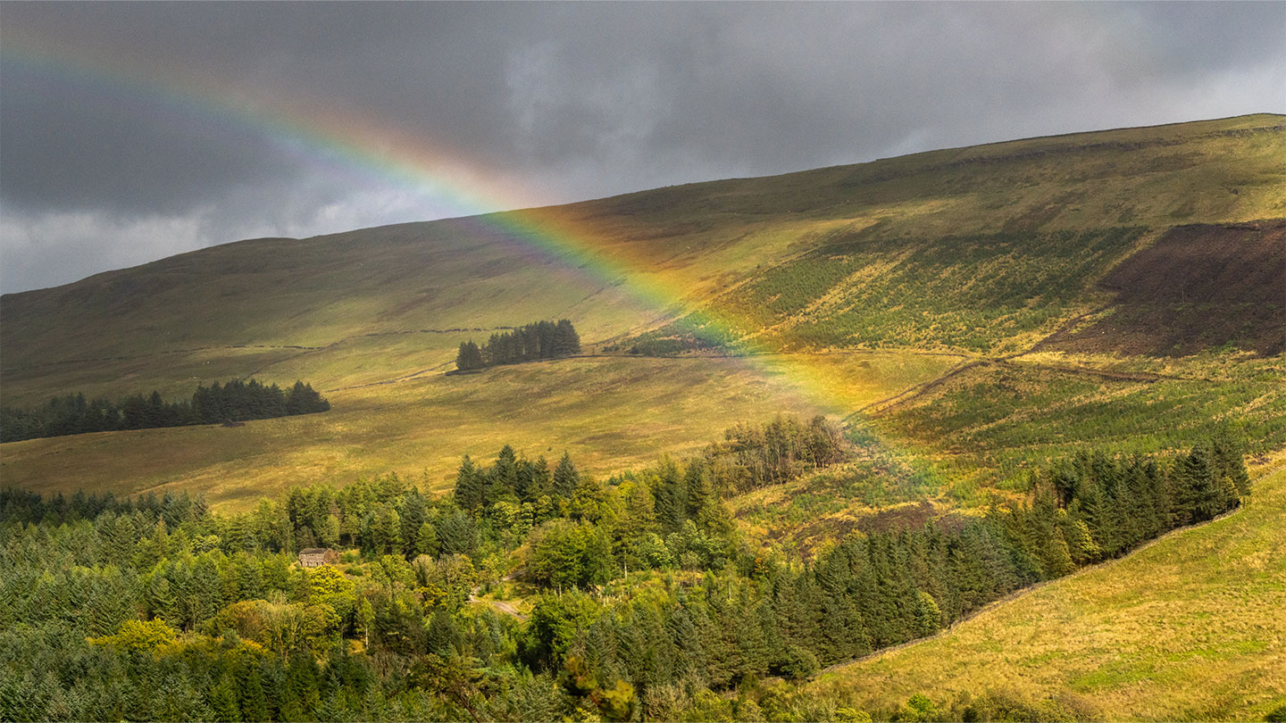Woodland Trust Snaizeholme Squirrel Appeal Enters Pivotal Summer Phase