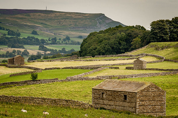 Yorkshire Dales Millennium Trust Launches Mission to Save Rare Drumlin Meadows