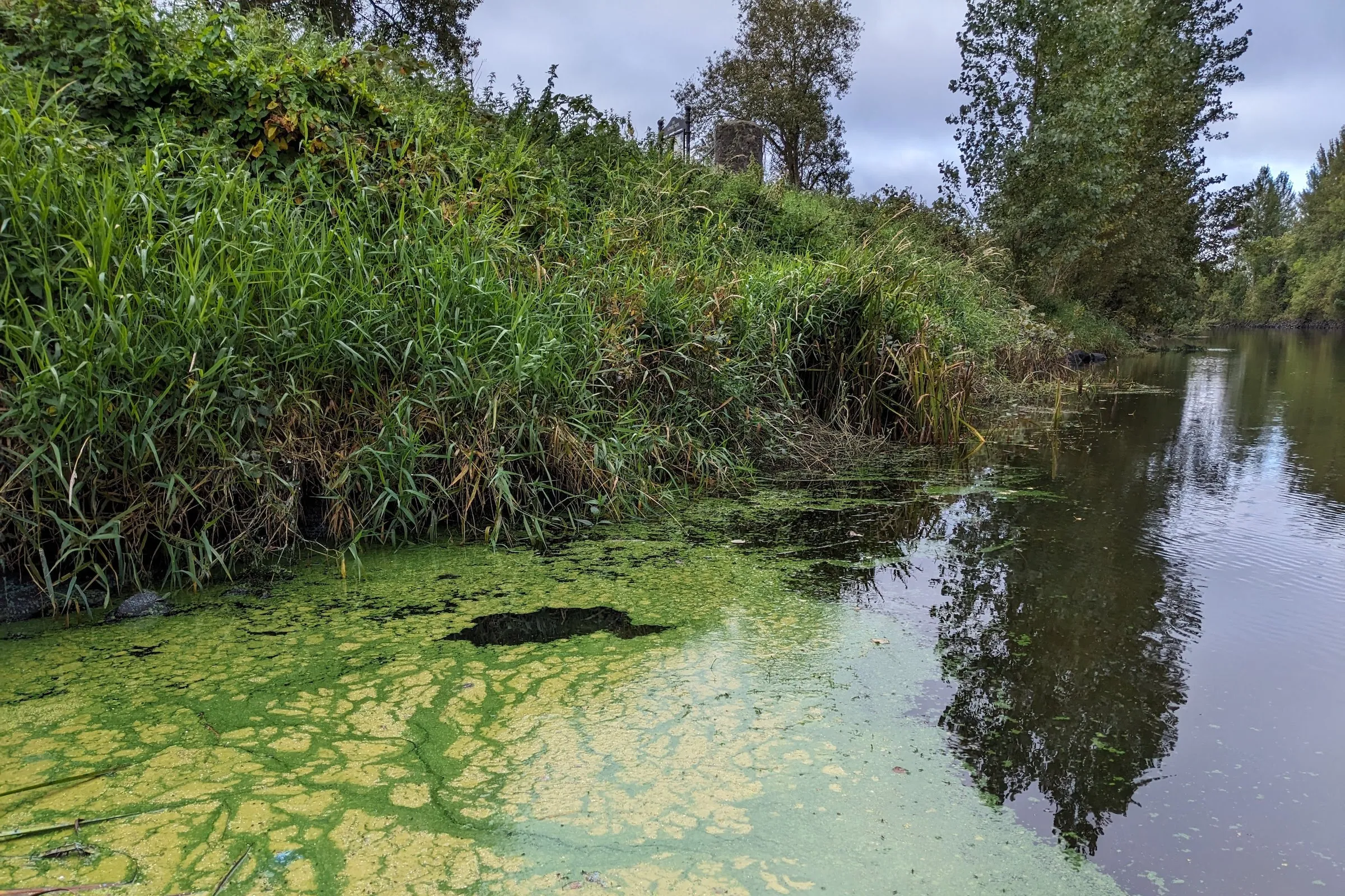 Environmentalists Sound Alarm as Severe Algae Outbreaks Threaten Dales Rivers