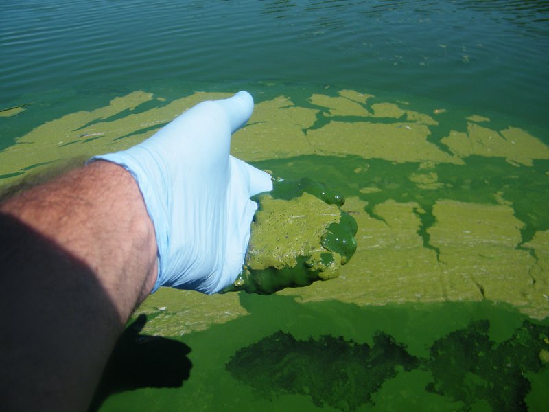 Environmentalists Sound Urgent Alarm Over Rapid Toxic Algae Outbreaks in Dales Rivers
