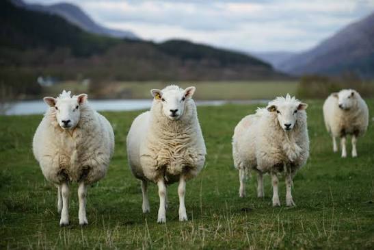 North Yorkshire Police Launch Urgent Warning After Tracker Discovered on Dales Sheep