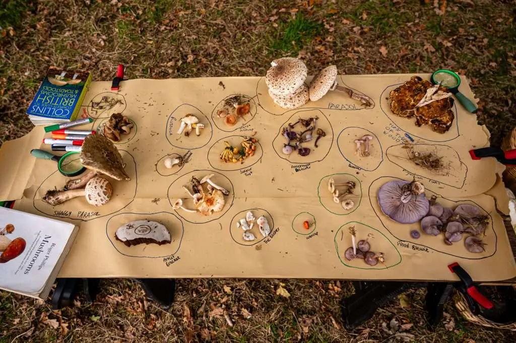 Specialist Fungi Identification Workshop Active Today